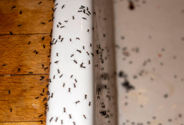 Best Affordable Pest Control Services  in Mccleary, WA