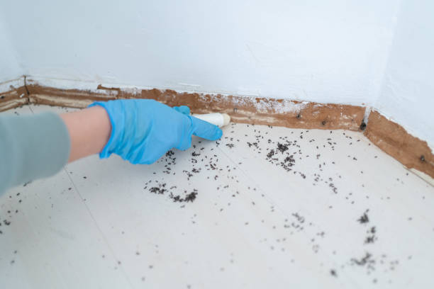 Wasp Removal Services in Mccleary, WA